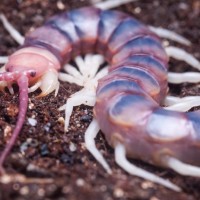 scolopendra gigantea