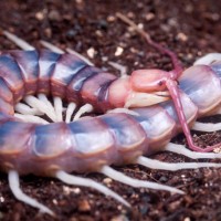 scolopendra gigantea