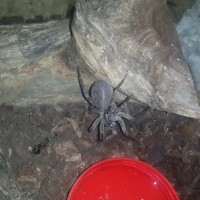 Wolf spider