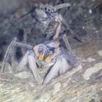 Wolf spider