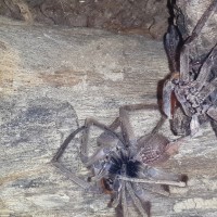 Wolf spider