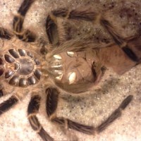 G.pulchripes