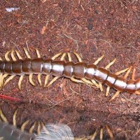 Scolopendra subspinipes