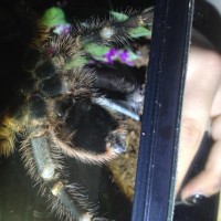G. Pulchripes im sure its male