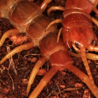 scolopendra sp "robusta"