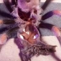 Brachypelma smithi (Mexican red-knee)