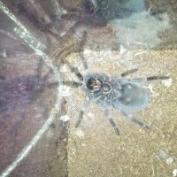 Brachypelma smithi (Mexican red-knee)