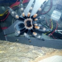 Brachypelma smithi (Mexican red-knee)