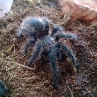 Brachypelma albopilosum