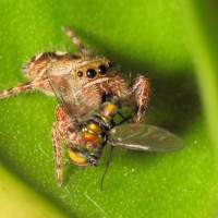Jumper and long-legged fly
