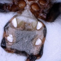 Cyclosternum fasciatum