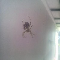 Nice looking spider