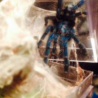 Avicularia Versicolor