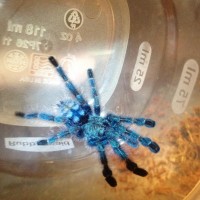 Avicularia Versicolor