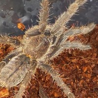 New Haplopelma Lividum Slings