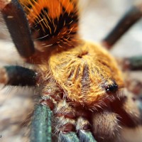 Chromatopelma cyaneopubescens 2"