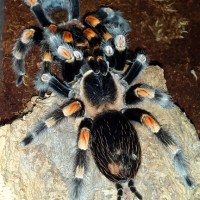 Brachypelma smithi - Mexican redknee pairing