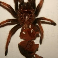 B Boehmei Male or Female?