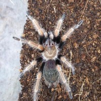 B. boehmei