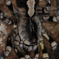 Poecilotheria regalis