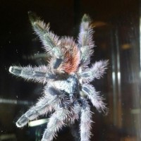 Caribena versicolor