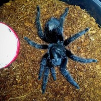 Grammostola pulchra - juvenile female.