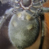 brachypelma smithi