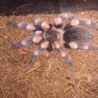 B. Smithi Postmolt