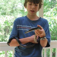 Black Rat Snake