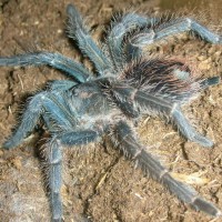 Phormictopus cancerides