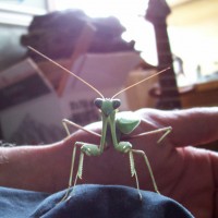 Mantid