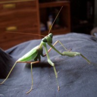 Mantid