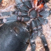 G. pulchra