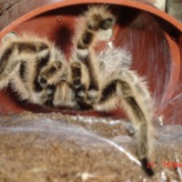 Grammostola Rosea