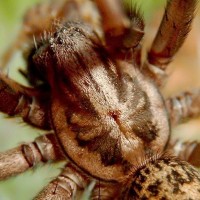 Tegenaria atrica, female