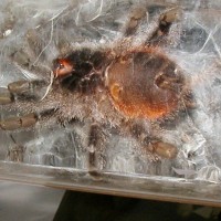 Avicularia bicegoi