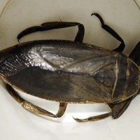 lethocerus americanus - giant water bug