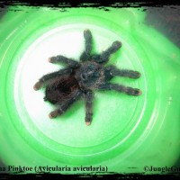 Guyana Pinktoe (Avicularia avicularia)