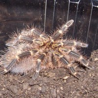 G. aureostriata, 2"