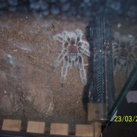 Grammostola Rosea