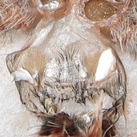 Avicularia bicegoi 2.5"