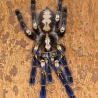 Poecilotheria metallica picture