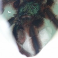 Avicularia versicolor picture