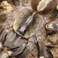 Poecilotheria smithi picture