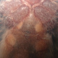 Brachypelma angustum