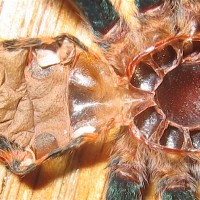 Chromatopelma cyanopubecens 2.5"