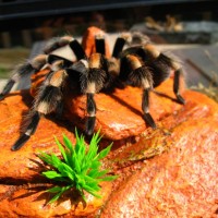 B. Smithi