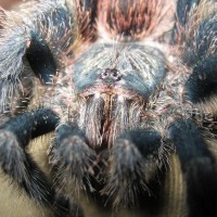 A. Avicularia