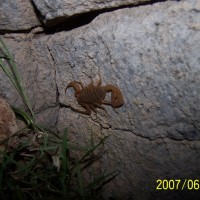 HELP Scorpion ID 2