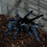 Haplopelma Lividum